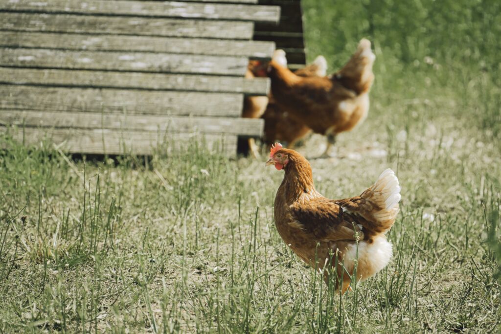 Alimentation Durable en France