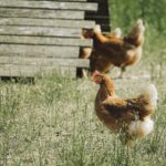 Alimentation Durable en France